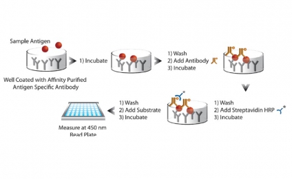 Immunoassay Hormonal analysis Instruction sheet